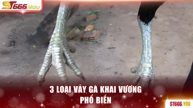 Vảy Khai Vương - Dấu Hiệu Nhận Biết Chiến Kê Quý Hiếm 3 3 loại vảy gà Khai Vương phổ biến
