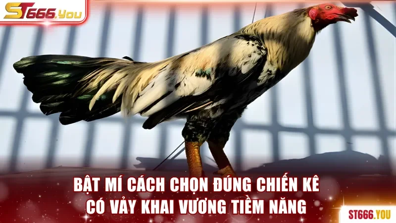 Vảy Khai Vương - Dấu Hiệu Nhận Biết Chiến Kê Quý Hiếm 4 Bật mí cách giúp chọn đúng chiến kê có vảy Khai Vương tiềm năng