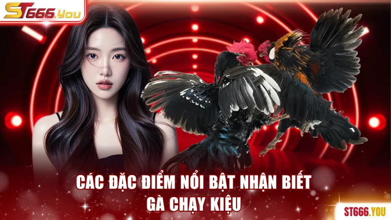Các đặc điểm nổi bật nhận biết gà chạy kiệu