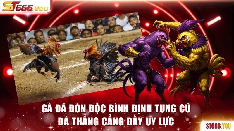 Gà đá đòn độc Bình Định tung cú đá thẳng cẳng đầy uy lực